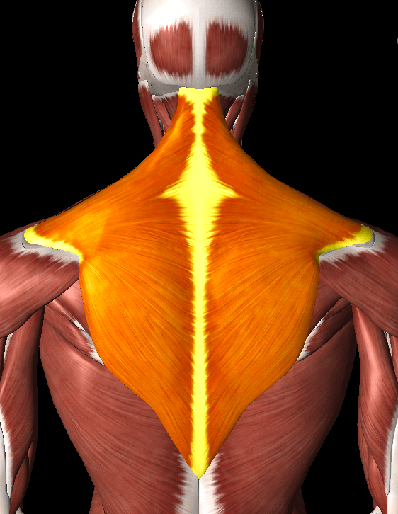 1-1.筋肉が原因となる背中の真ん中の痛み