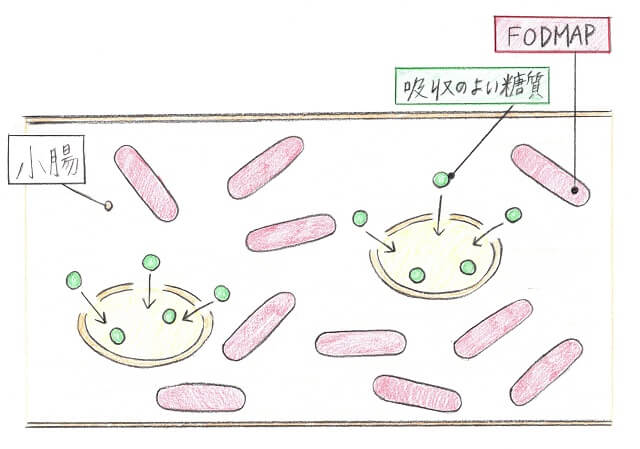 1.小腸で吸収されにくい糖質が過敏性腸症候群を悪化させる