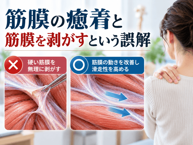 5.筋膜の癒着と筋膜を剥がすという誤解