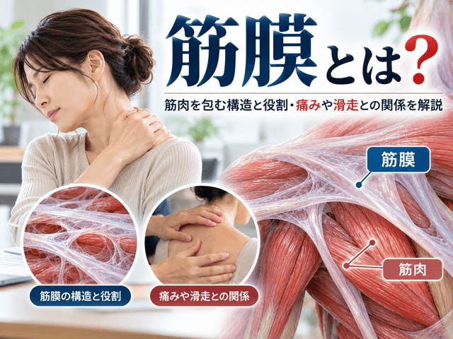 筋膜とは？筋肉を包む構造と役割・痛みや滑走との関係を解説