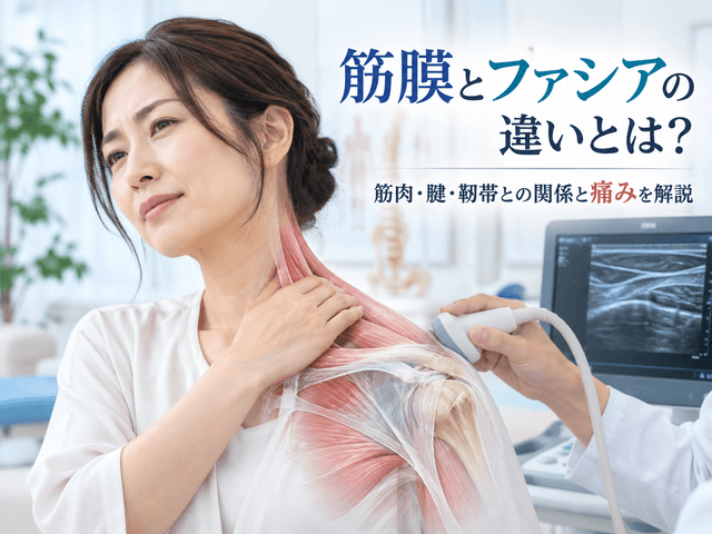 筋膜とファシアの違いとは？筋肉・腱・靭帯との関係と痛みを解説