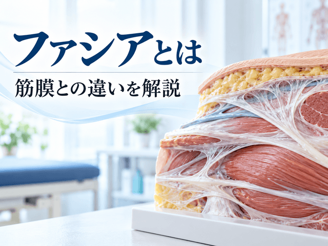 1.ファシアとは？筋膜との違いを解説