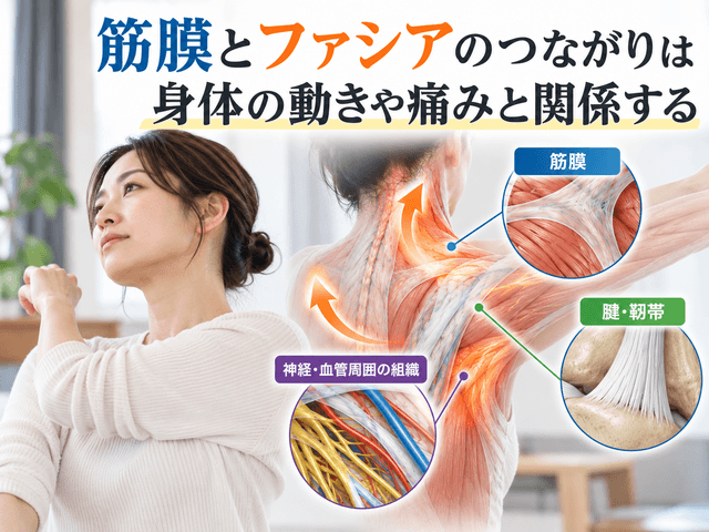 3.筋膜とファシアのつながりは身体の動きや痛みと関係する