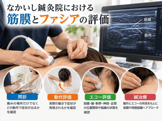 5.なかいし鍼灸院における筋膜とファシアの評価