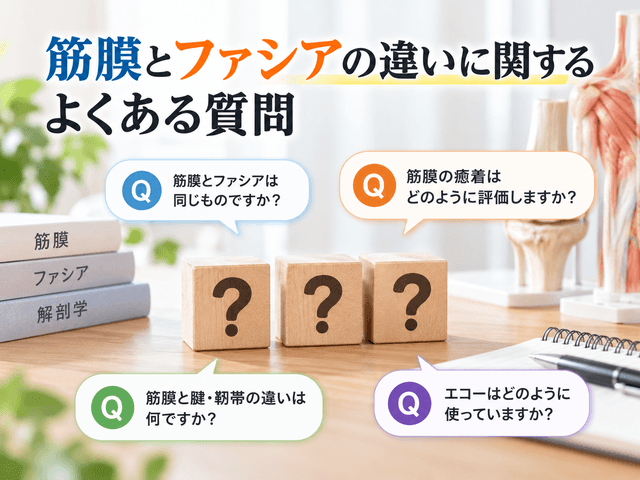 6.筋膜とファシアの違いに関するよくある質問